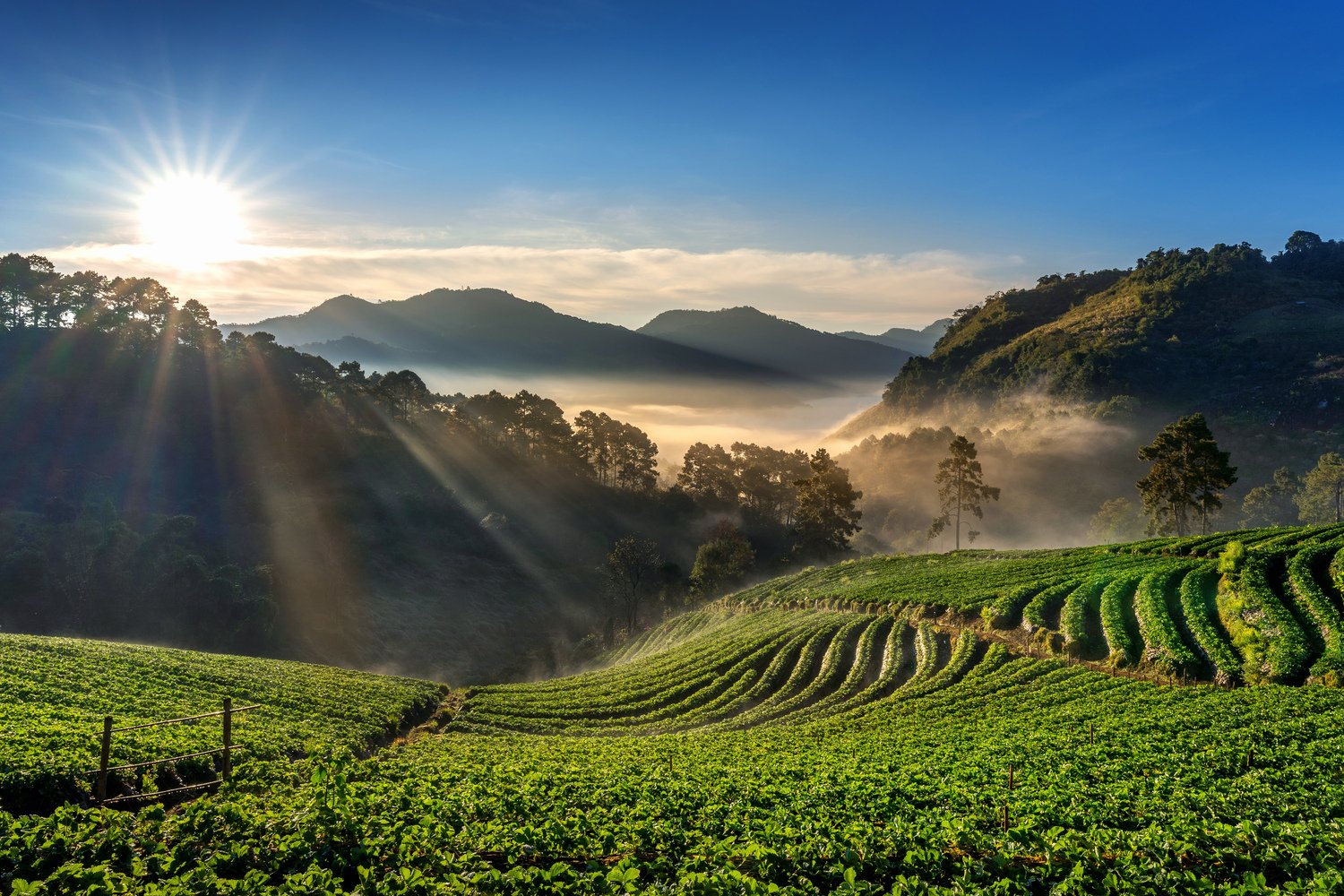 hermoso jardin de fresas y amanecer en doi ang khang chiang mai tailandia